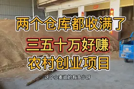 在农村收粮食两个月时间能赚三十万你敢相信吗？小麦堆积如山