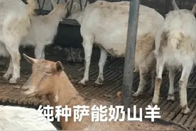 纯种萨能奶山羊视频封面
