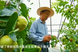 山西农民种蟠枣，研究6年突破防果裂技术，不搭防雨蓬一样出精品视频封面