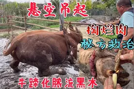 牛蹄肿胀流脓不能站，悬空吊腿挖烂肉三重清洗救治，土秘方真管用