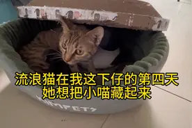 流浪猫在我这下仔的第四天，喵妈开始挪窝了，把我的货全搞到地上视频封面