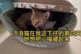 流浪猫在我这下仔的第四天，喵妈开始挪窝了，把我的货全搞到地上视频封面