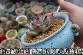 三个操作让多肉快速长成悬崖老桩，肉友们新年快乐，红红火火视频封面
