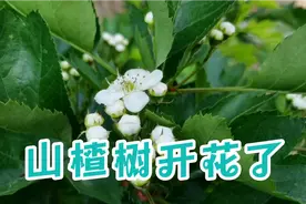 美丽山楂树，春天白花开，红色山楂果，深秋来采摘视频封面