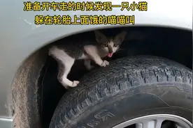 准备开车走的时候发现一只小猫，躲在轮胎上面饿的喵喵叫视频封面