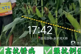 比中科玉505棒子更大更耐高温更抗倒更抗锈病玉米种，听专家咋说视频封面