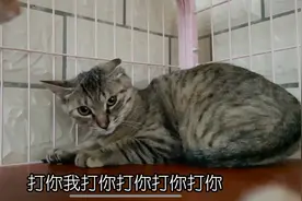 收养的小野猫太怕人，我死缠烂打陪玩它也怕我，最后气的打它几下视频封面