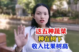 这五种蔬菜种在树下收入比果树高视频封面