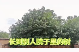 邻居家的树长到了自己院子里，让邻居处理也不理，该怎么办视频封面