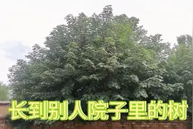 邻居家的树长到了自己院子里，让邻居处理也不理，该怎么办视频封面