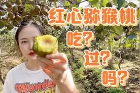 在农村果园采摘红心猕猴桃，大脚姑娘居然需要穿上男士雨鞋！视频封面