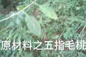 壮腰健肾之养颜中草药，五指毛桃！视频封面