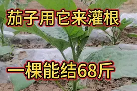 种植茄子用这种水来灌根，不花我们一分钱，后期产量能达六十八斤视频封面