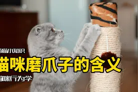 为什么主人一回家，猫就开始磨爪子？视频封面
