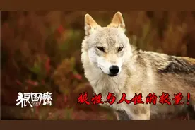 《狼图腾》诠释什么是狼性文化，震撼的狼马大战，凄凉的人狼对决视频封面