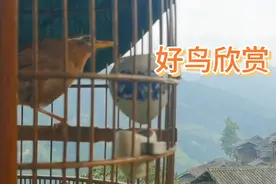 健康的鸟性好的鸟，状态是这样的，跳动步伐灵活轻快，样子威武