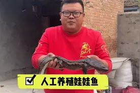 人工养殖的娃娃鱼，刚接触瘆人，红烧口感确实Q弹今天吃的真过瘾视频封面