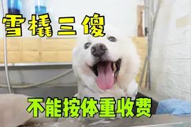 雪橇三傻之萨摩耶 到宠物店洗澡意外频出不太聪明的样子视频封面