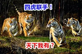 一山不容二虎？四只母老虎军团联盟，合作捕牛、杀熊，真心厉害！视频封面