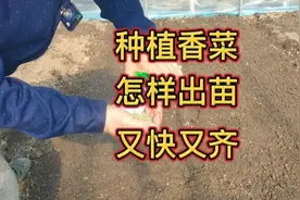 种植香菜的时侯到了，从头到尾教会你，出苗又快又齐就靠这几点视频封面