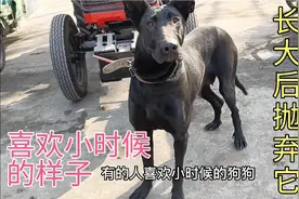 这5种狗很容易被主人抛弃，相信好多人都养过，但愿你家狗没上榜