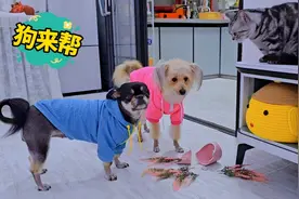 猫咪打碎花瓶，懂事的狗狗帮猫咪承担责任视频封面