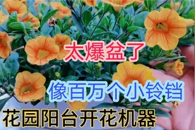 30块买一盆百万小铃，半个月开200朵花！养护秘诀告诉大家，划算视频封面