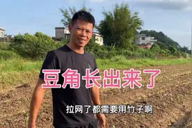彪哥种的豆角4天就长出来了，他马上砍了一车竹子，到时用来挂网视频封面