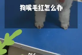 狗狗的嘴巴的毛发红我们怎么办！