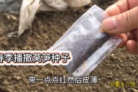 春暖花开，六悦开始撒莴笋种子，做好这一点，出芽率高且不烧芽视频封面