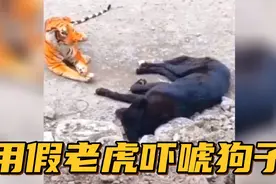 【搞笑配音】用假老虎吓唬狗子....狗子的反应也太逗了吧.....视频封面