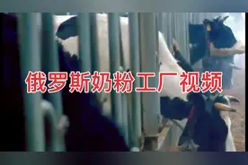 白俄罗斯奶粉厂工厂视频原装进口贝兰多牛奶粉视频封面