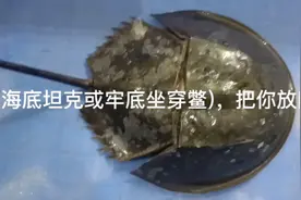 国家野生保护动物中华鳖(海底坦克或牢底坐穿鳖)捉到要放生视频封面