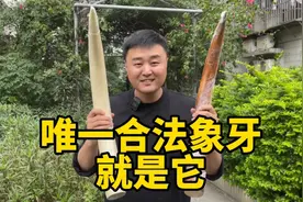 如今唯一合法的象牙就是它，买错了就会被关小黑屋视频封面