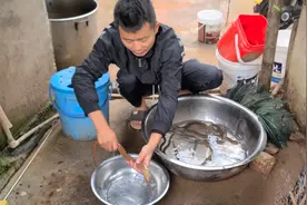 小伙在臭水沟里抓到一条怪黄鳝，头一会儿变三角形，一会又正常视频封面