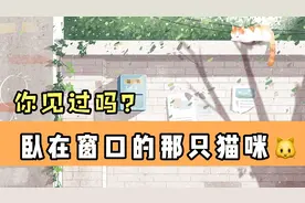 窗外的那只猫咪，你见过吗？视频封面