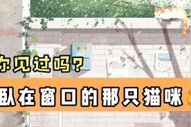 窗外的那只猫咪，你见过吗？视频封面