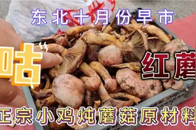 东北特产《红蘑》小鸡炖蘑菇，意外听说还有(狗肉炖王八)这道菜？视频封面