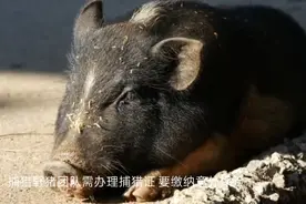 陕西渭南全市范围内可猎捕野猪，每头野猪奖励2500元。视频封面