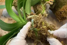 静姐说花801: 蝴蝶兰，拆水苔/制盆/泡高锰酸钾溶液/换盆