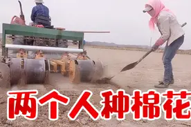 甘肃酒泉瓜州农民种棉花见过吗？打11亩农药种了16亩棉花，咋样？视频封面