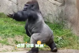 黑猩猩捡起刚拉的大便扔向人群，这是对人类有多仇恨？视频封面
