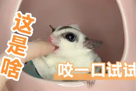 解答下被蜜袋鼯咬伤了要打针吗，如何处理伤口，要不要打疫苗