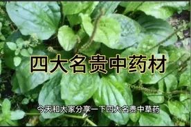四大名贵中药材视频封面