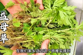 潮汕人坐月子必备的汤：益母草花生汤，营养下奶对身体好视频封面