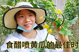 食醋喷施黄瓜的最佳时机，能够有效提高30%的产量视频封面