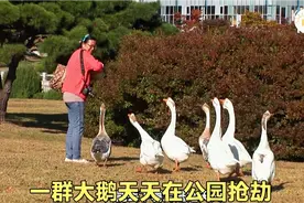 7只大鹅每天在公园“抢劫”，过马路却知道排队！视频封面