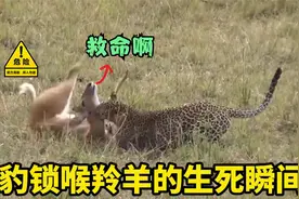 猎豹狩猎羚羊，羚羊发出哀嚎的求救声，过程令人痛心！视频封面