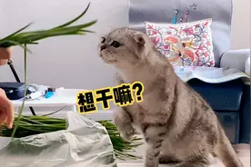 猫到底是喜欢吃韭菜？想给主人帮忙？还是以为主人在逗她玩？视频封面