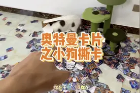 火柴家的卡片惨遭猫手，全部惨不忍睹，赶紧扔了这些卡！视频封面